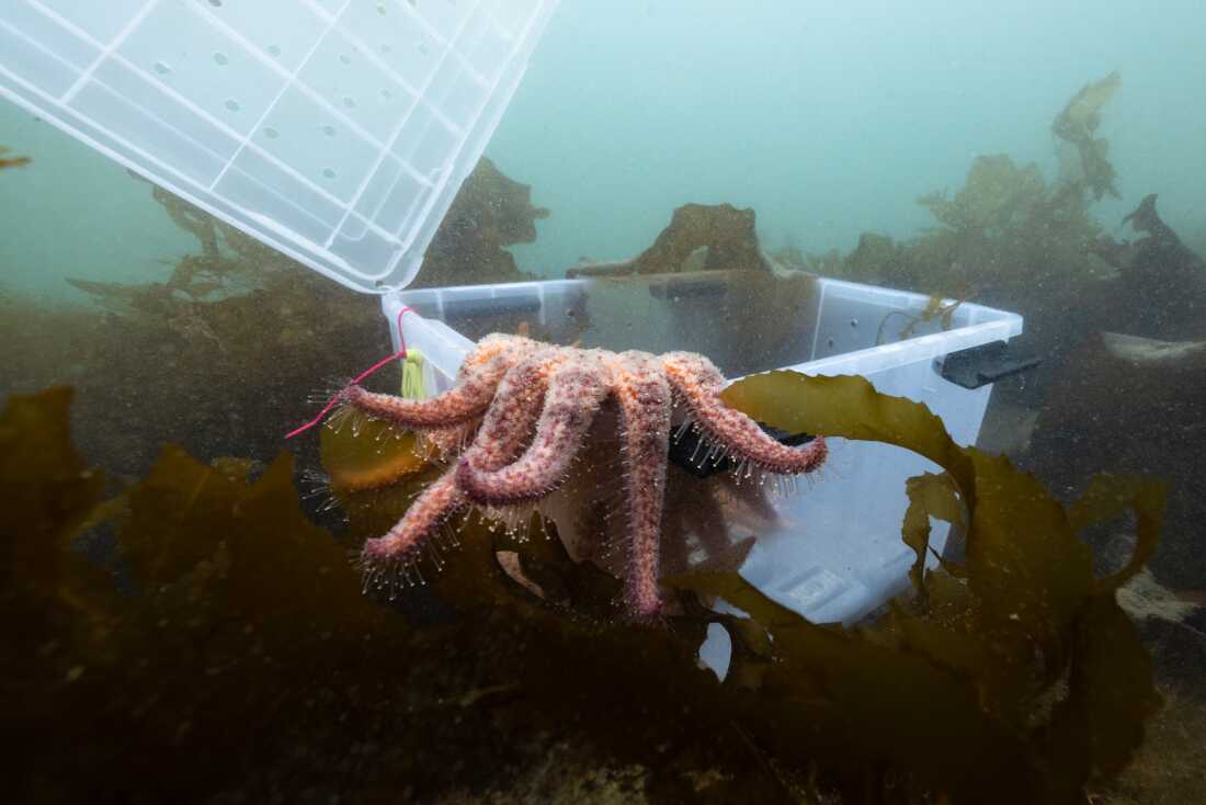 Pesto the 3-year-old star emerges into the kelp forest for the first time.