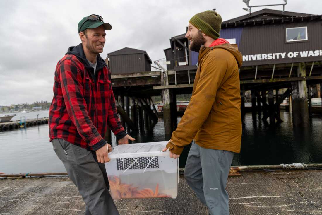 Scott McIntosh and Willem Weertman carry a box of 3-year-old lab-reared sunflower sea stars down to the dock at Friday Harbor Labs to be released at a nearby island. McIntosh works for the Samish Nation and Weertman is a PhD candidate in Jason Hodin’s lab at University of Washington studying sunflower stars.