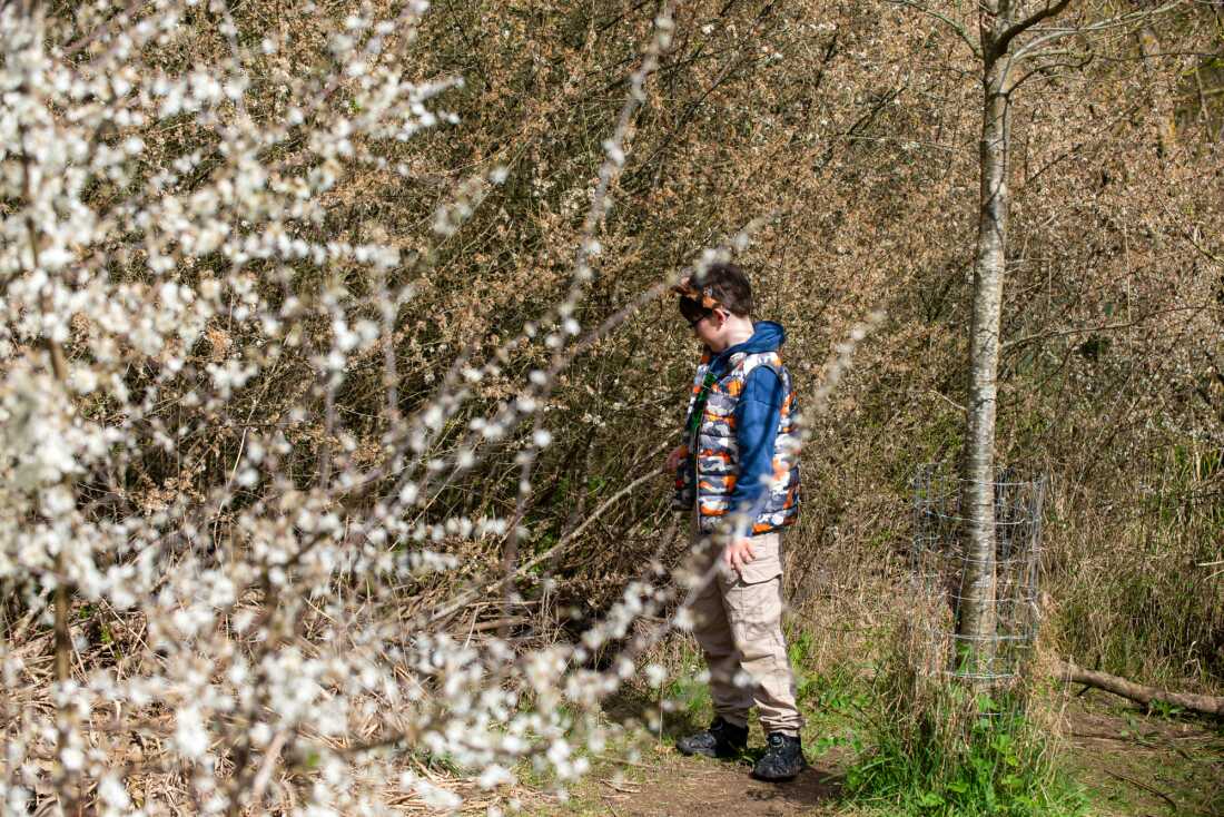 Hunter Cannon, 10, stands among foliage, including branches bearing white blossoms, at the Ealing Beaver Project in Greenford, London.