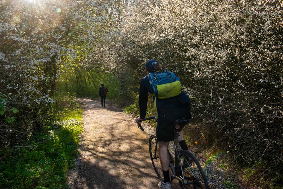 A cyclist rides a bicycle along a path at the Ealing Beaver Project in Greenford, London, on March 28, 2026. Both sides of the path are lined by trees with white and pink blossoms. In the distance, a pedestrian is ahead of the cyclist on the path.