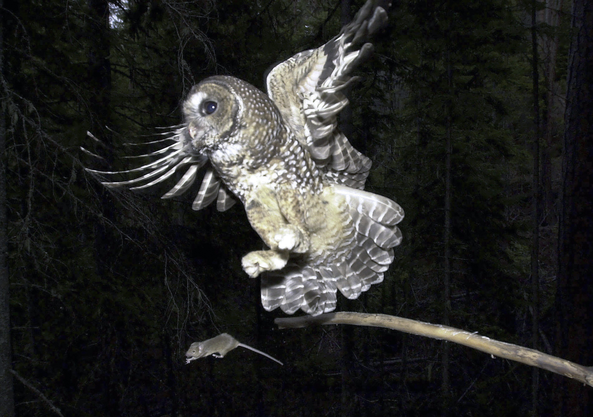 A Northern Spotted Owl flies after a mouse jumping off the end of a stick in the Deschutes National Forest near Camp Sherman, Ore. To save the spotted owl from potential extinction, U.S. wildlife officials are embracing a plan to deploy trained shooters to kill almost a half-million barred owls that are crowding out their smaller cousins.