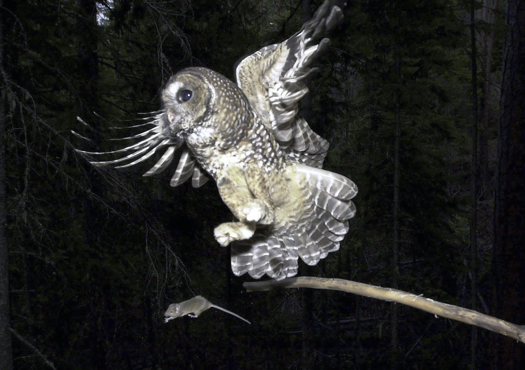 To save spotted owls, officials plan to kill a half-million of another owl species