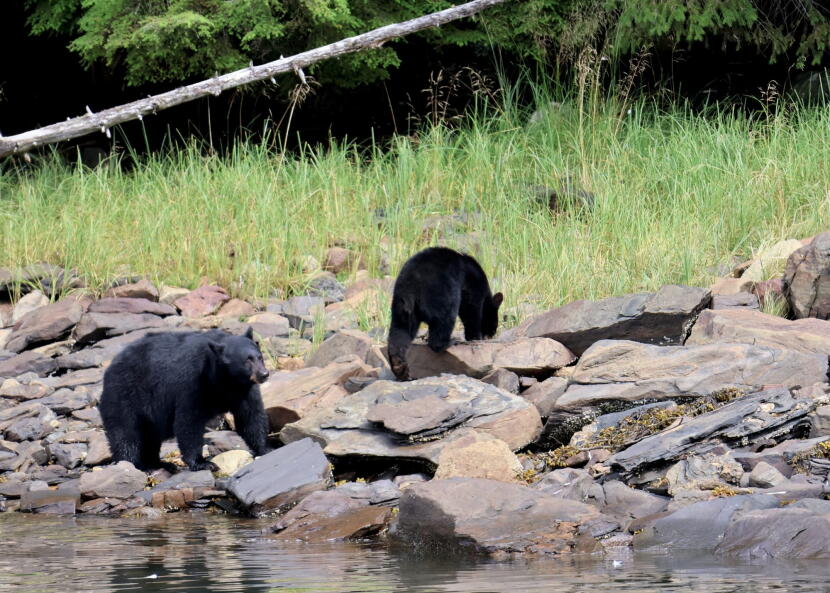 Black bears search the shoreline for washed-up fish at Neets Bay on Aug. 8, 2026.