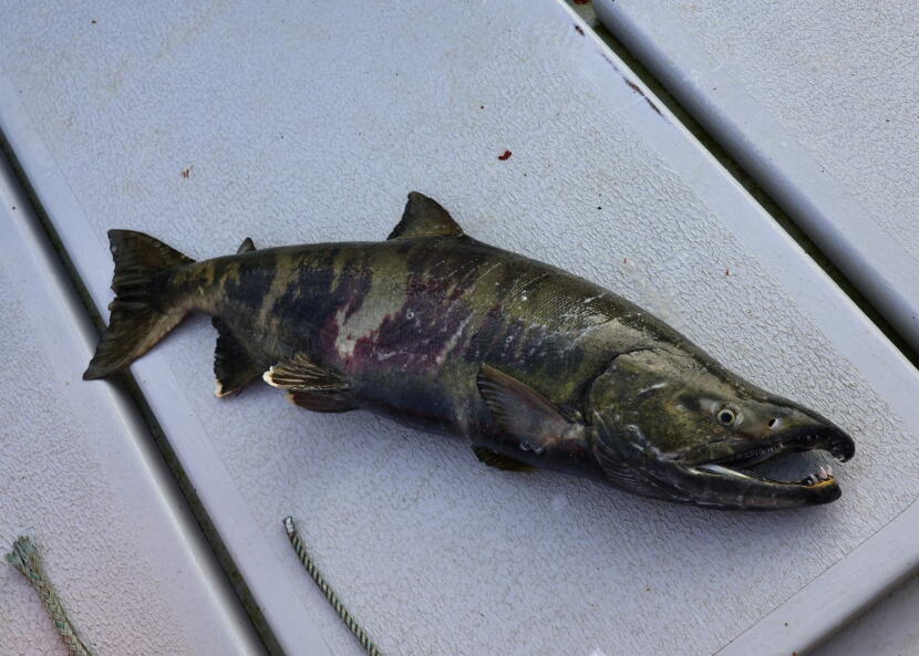 A chum salmon lays on the deck of Bob Martin's boat on Aug. 8, 2026.