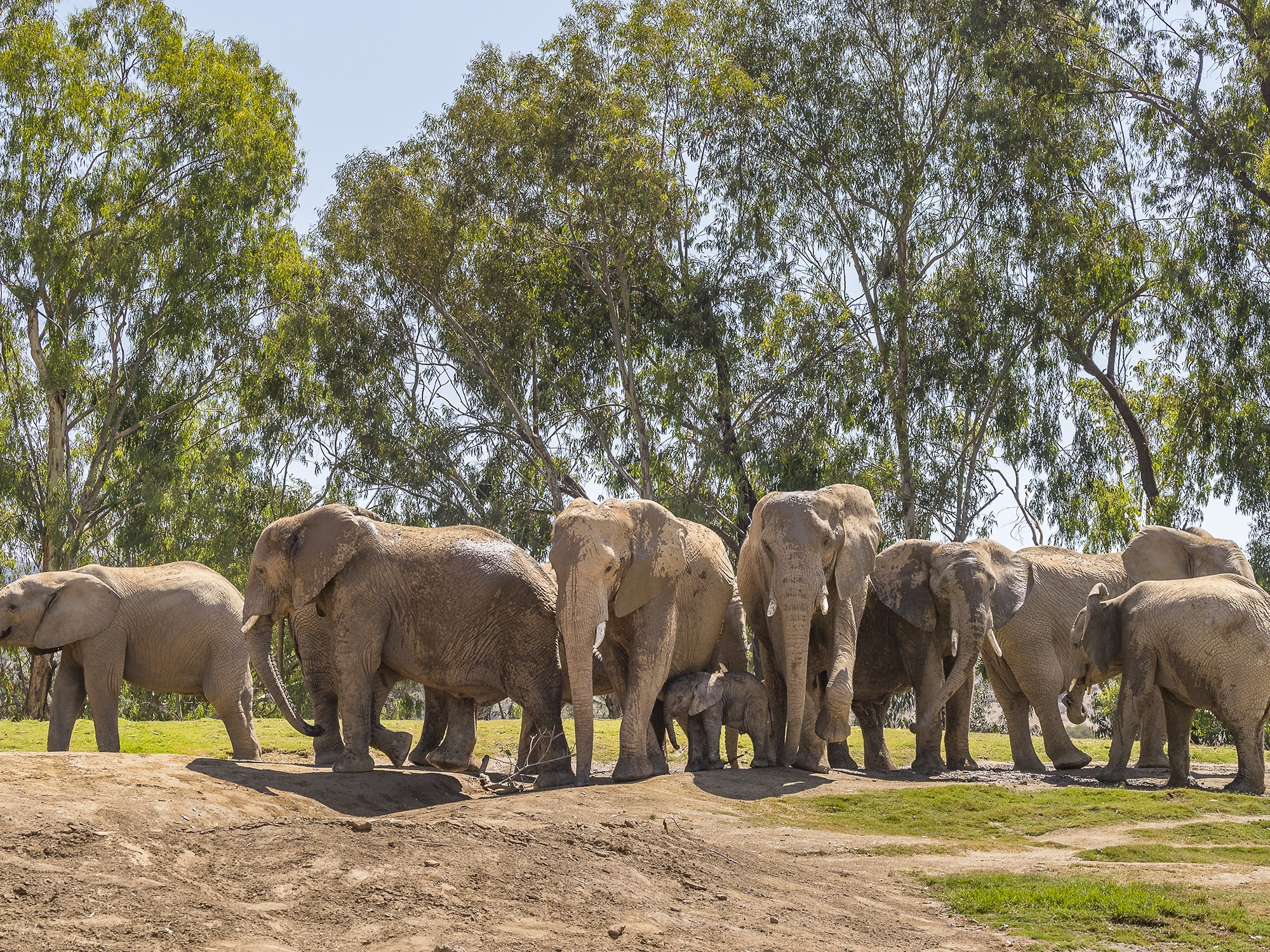 Elephants at San Diego Safari Park