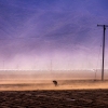A farmworker laboring through high winds near a brush fire in Camarillo, CA on Jan.23, 2005.