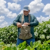 Gas stoves may get a health warning in California : NPR 12 Hilery Gobert harvests white bush scallop squash on July 16, 2024. Standing among big-leafed plants, he puts a white-colored squash into a sack that he's wearing around his neck.