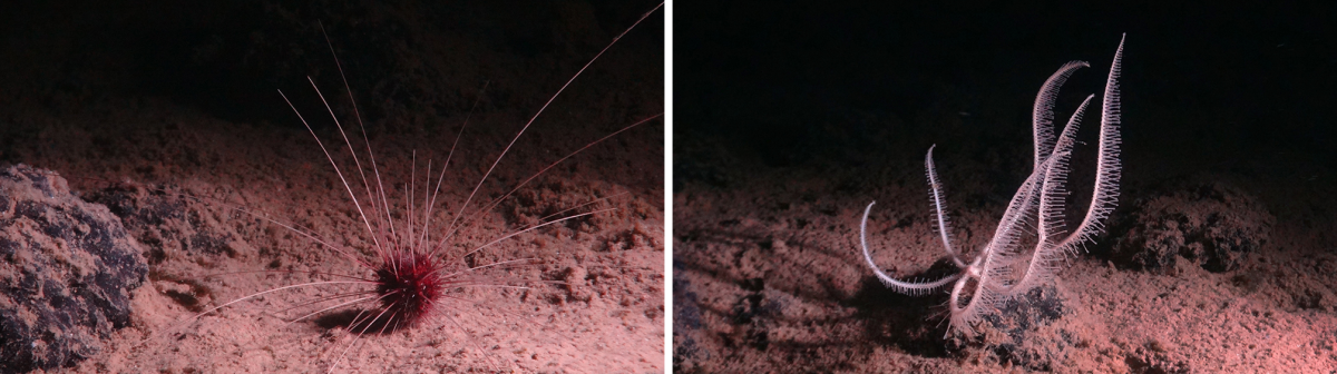 The SMARTEX expedition to the Clarion-Clipperton Zone in the Pacific Ocean found the marine life varied widely across the seafloor, meaning a 'one size fits all' approach may not work for managing potential impacts.