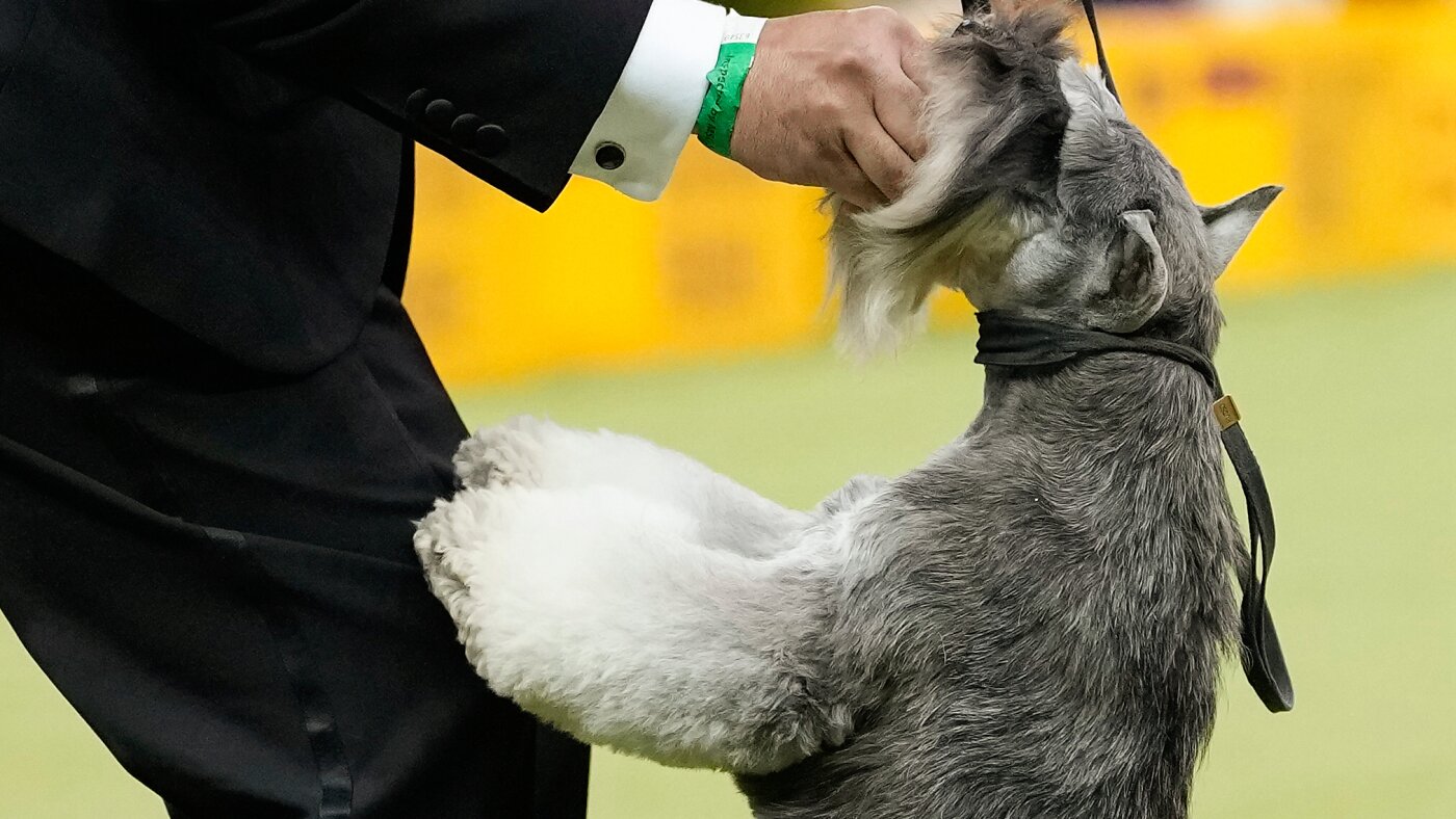Penny the Doberman pinscher wins the 150th Westminster dog show
