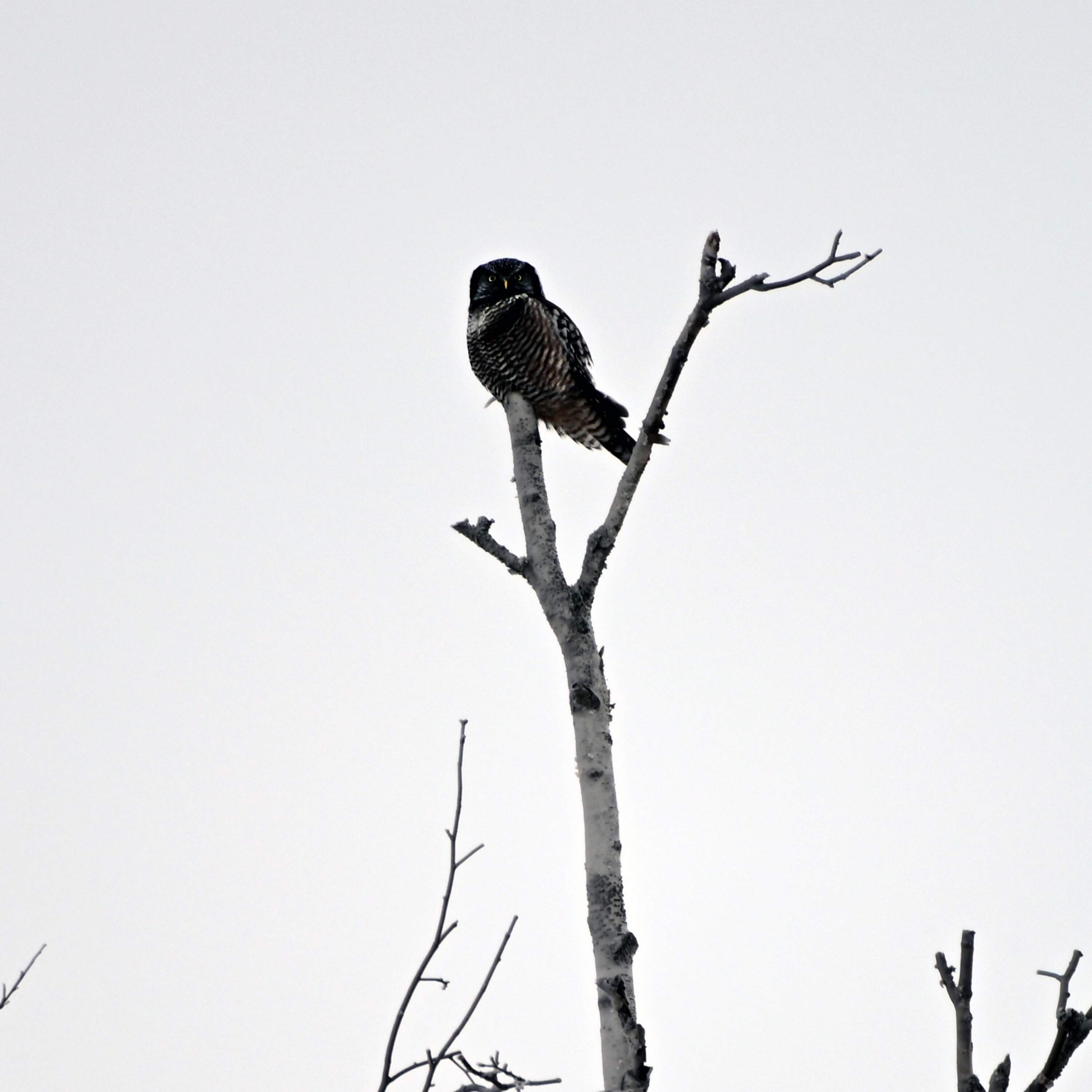 This ‘fairyland’ bog is a beacon for winter birders – and a sponge for the climate