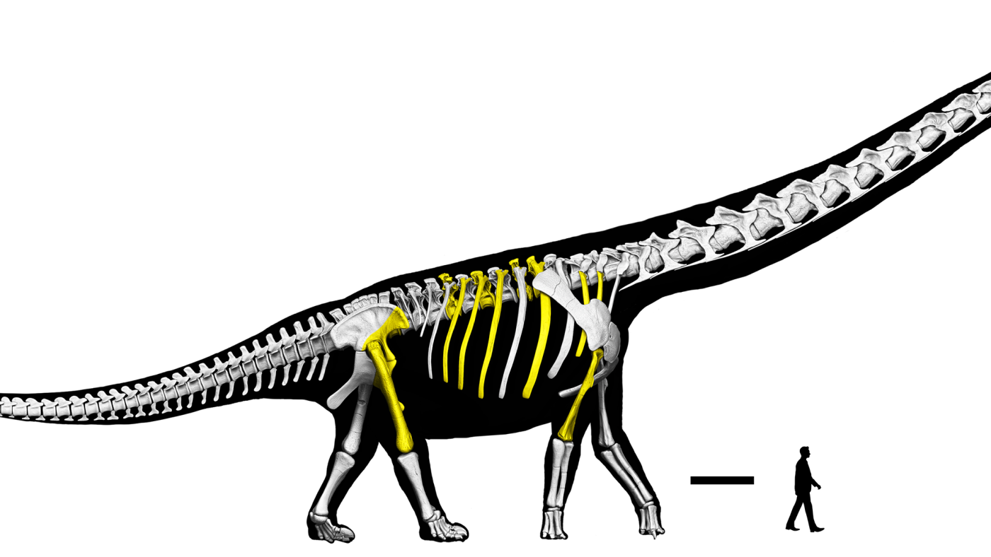 Researchers unearth Southeast Asia's largest dinosaur