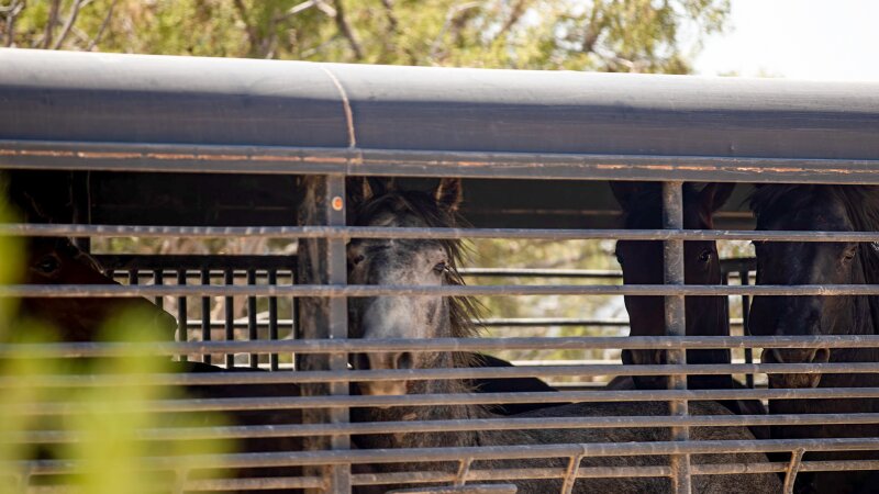 Image 33: This photo shows a trailer of wild mustangs. The dark-colored horses are inside the trailer, which has horizontal metal bars on its sides.