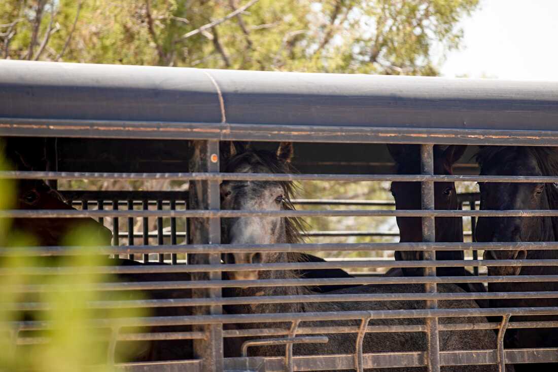 This photo shows a trailer of wild mustangs. The dark-colored horses are inside the trailer, which has horizontal metal bars on its sides.