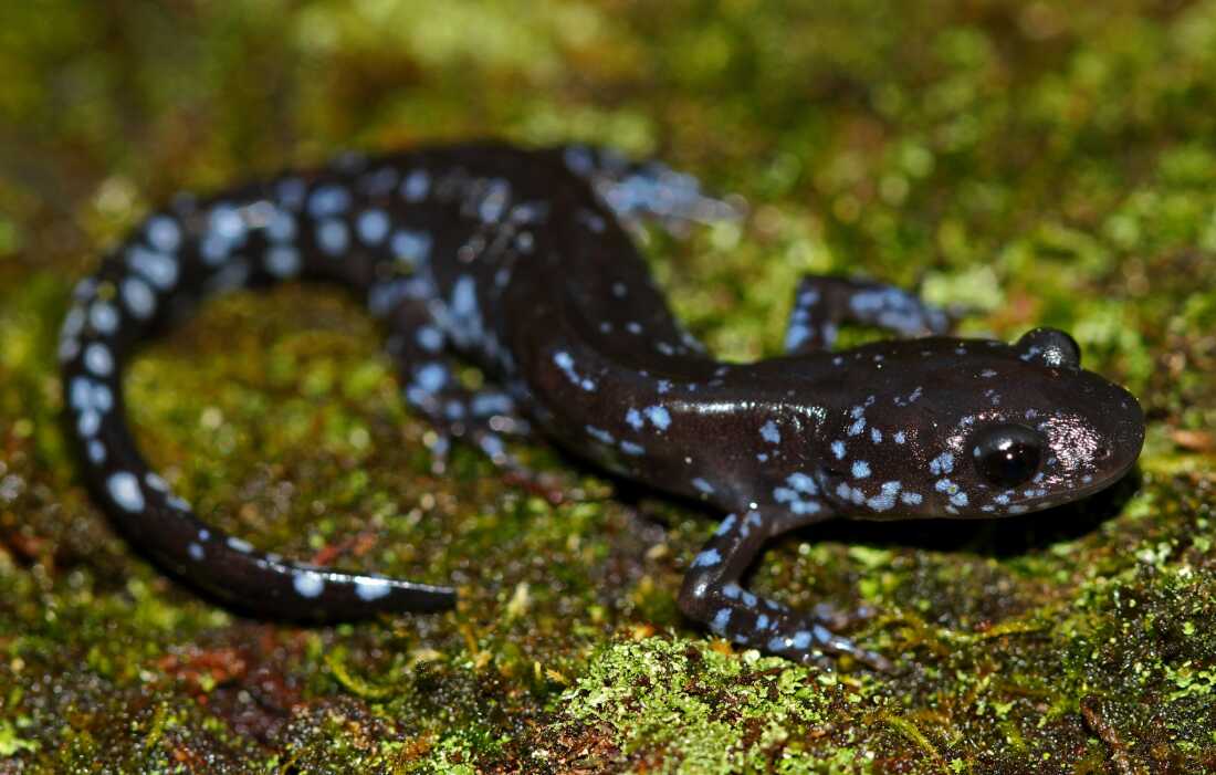 In the snow, these salamanders get supercool In the snow, these salamanders get supercool