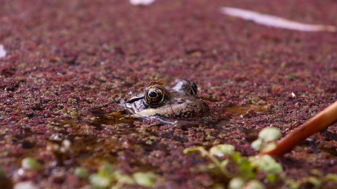 The California red-legged frog used to be prevalent in the wetlands and streams of coastal California and the state's Central Valley before being displaced by invasive species, agriculture and other human development.