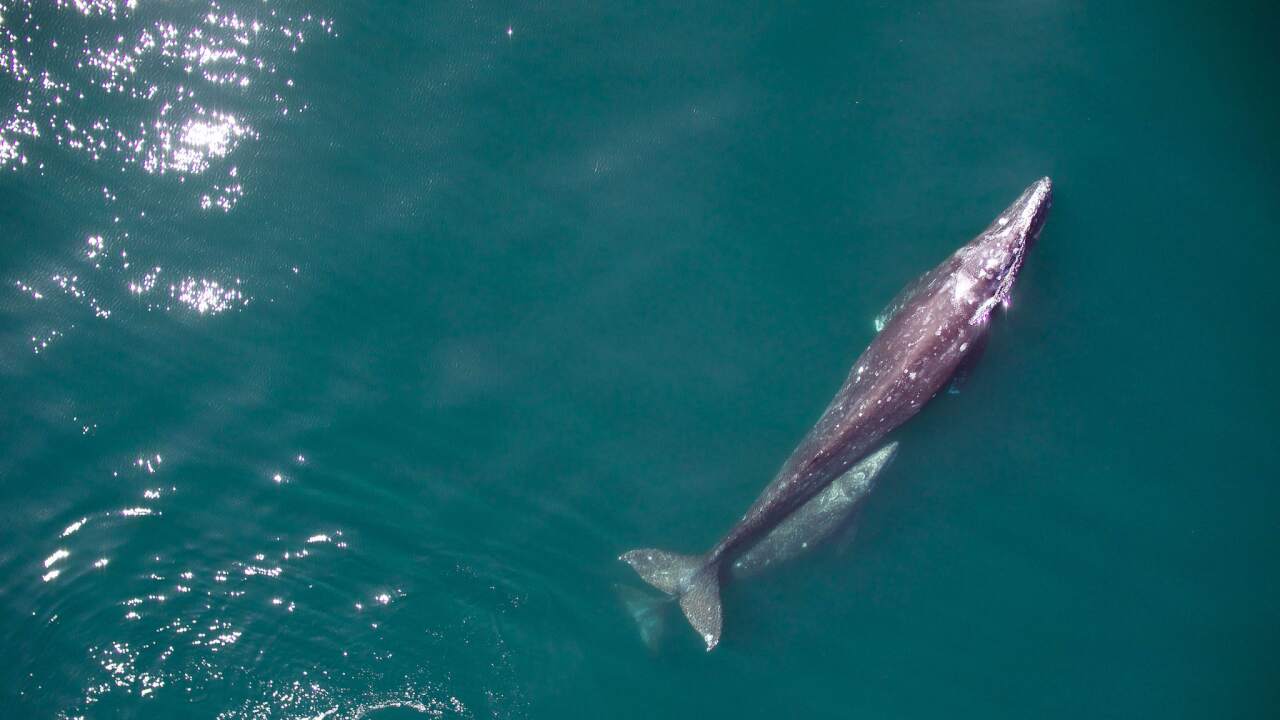 We saved gray whales from extinction. Why are so many dying again? podcast