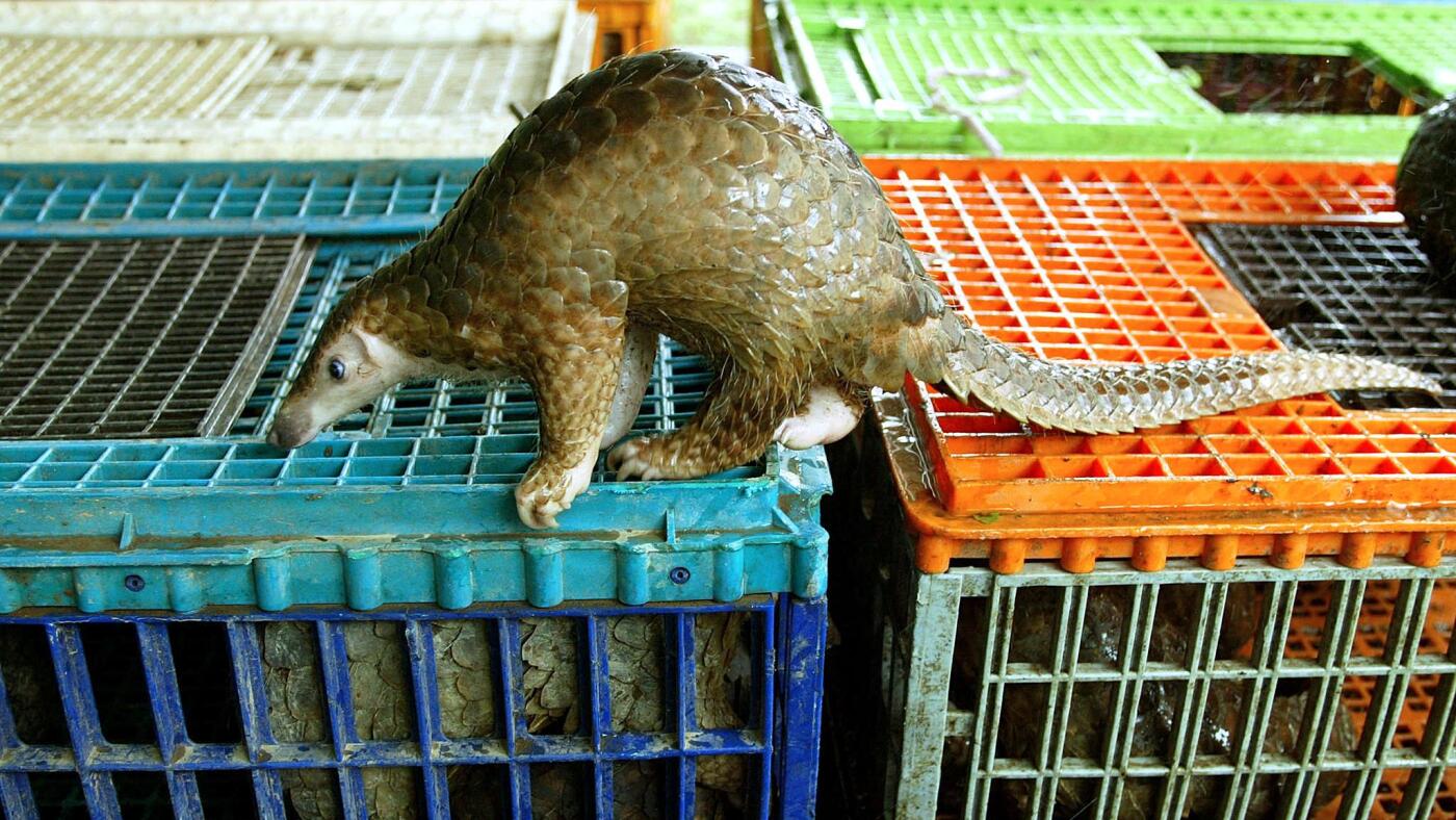 Real Talk: Wildlife Trade Messin' Up the Whole Ecosystem