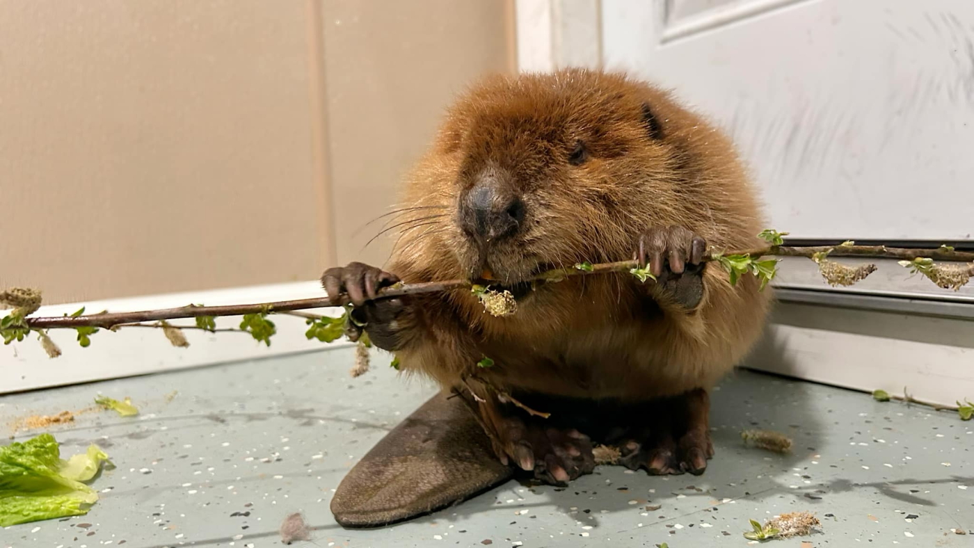 Saved Beaver Nibi the beaver in Massachusetts is saved from release into the wild : NPR
