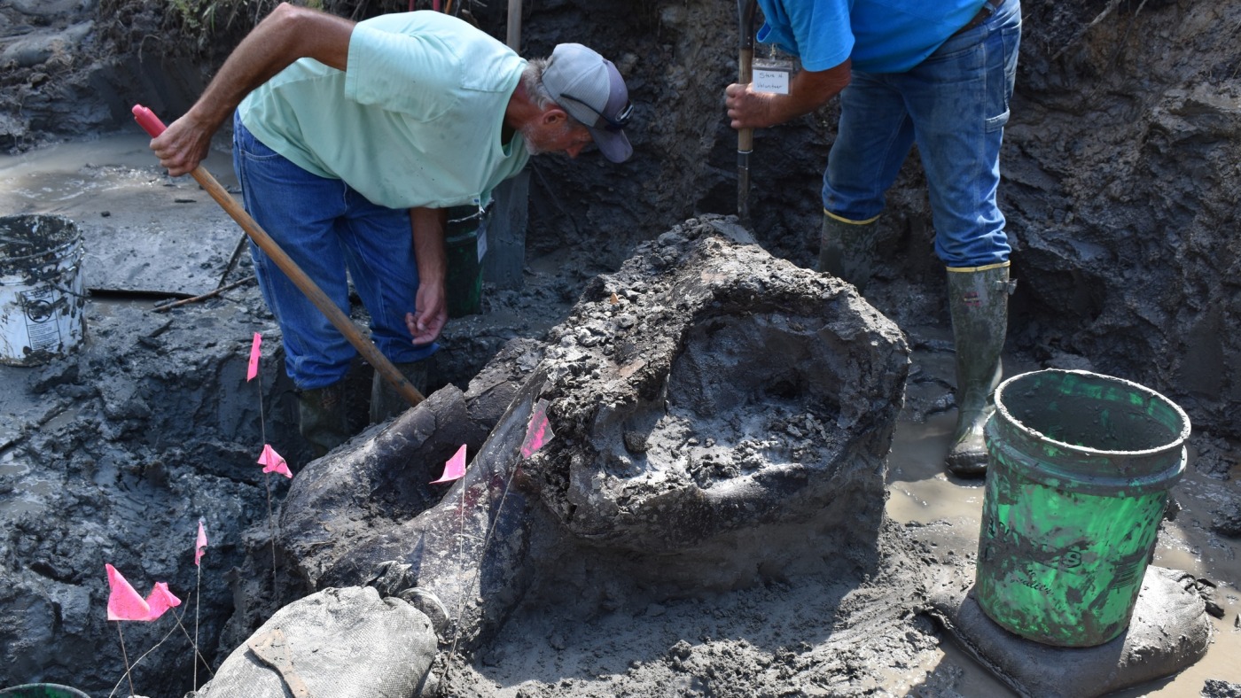 A 13,600-year-old mastodon skull is unearthed in an Iowa creek : NPR