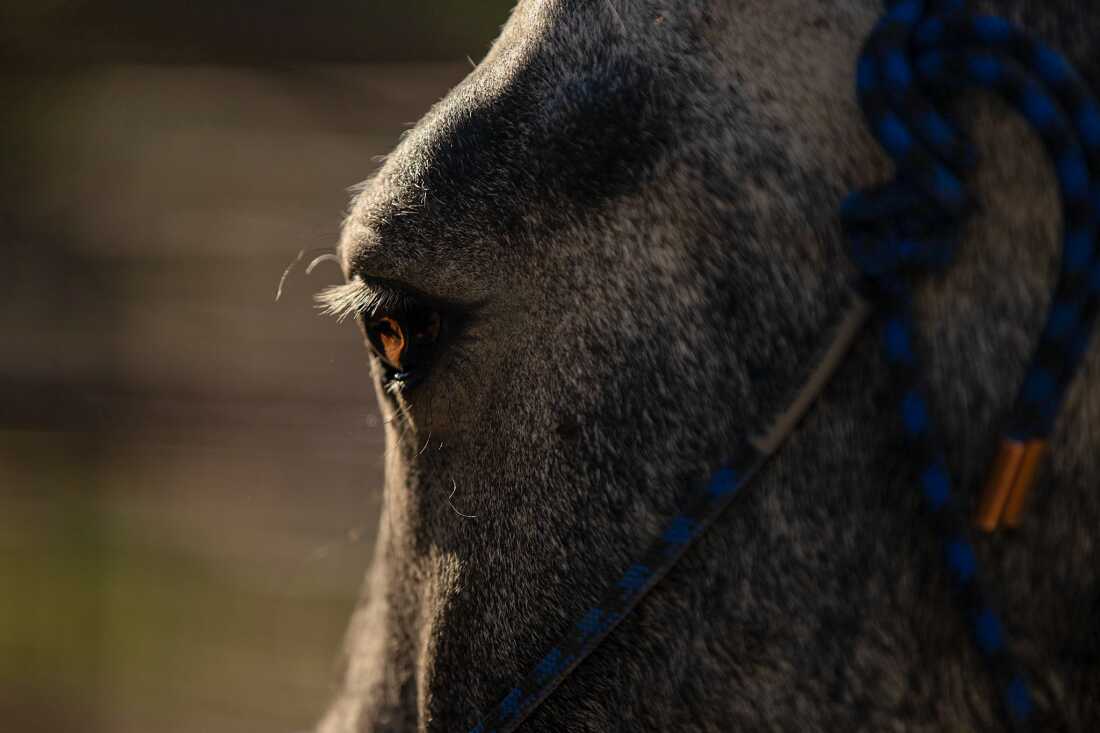 This photo is a close-up of Moses, the wild mustang who was adopted by Cindy Day. The profile photo shows the top portion of Moses' head, including the eyelashes of one eye.