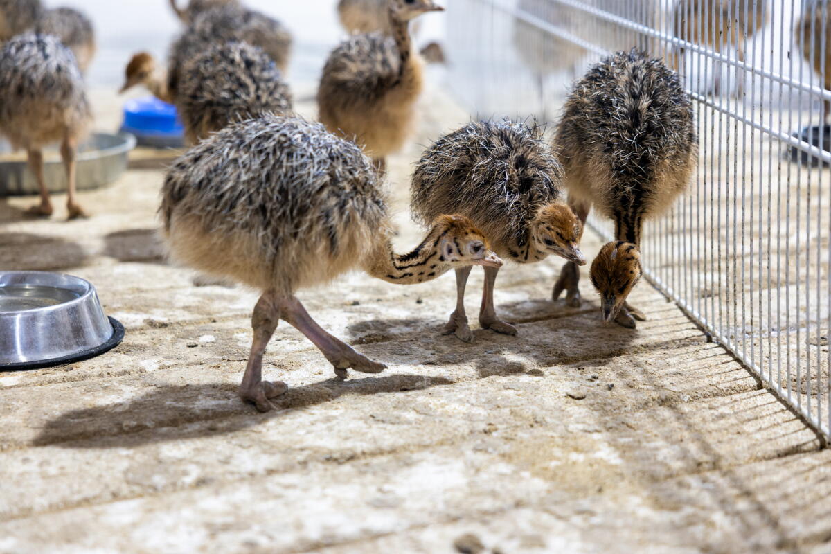 Alpha Roost Farms has started breeding ostriches to grow its herd. These fledging are around two weeks old.