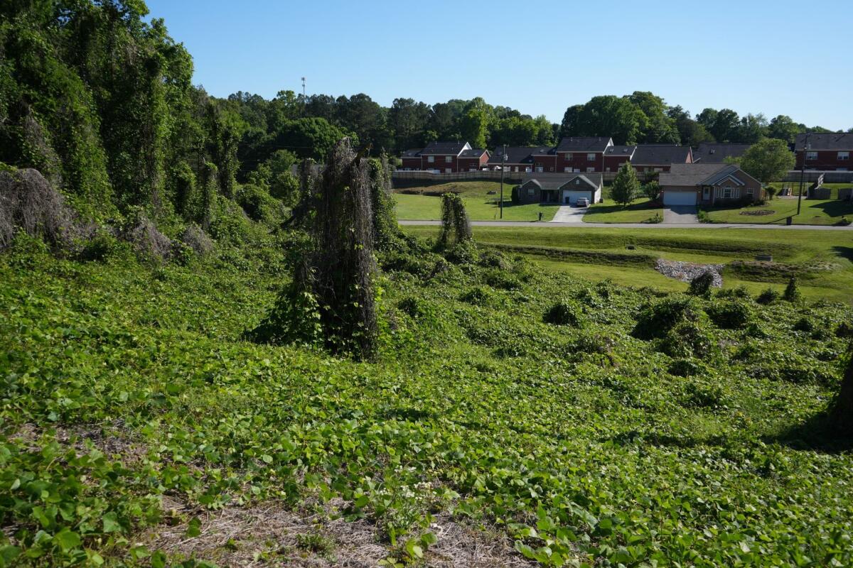 Kudzu's blanketing effect smothers trees, shrubs and plants.