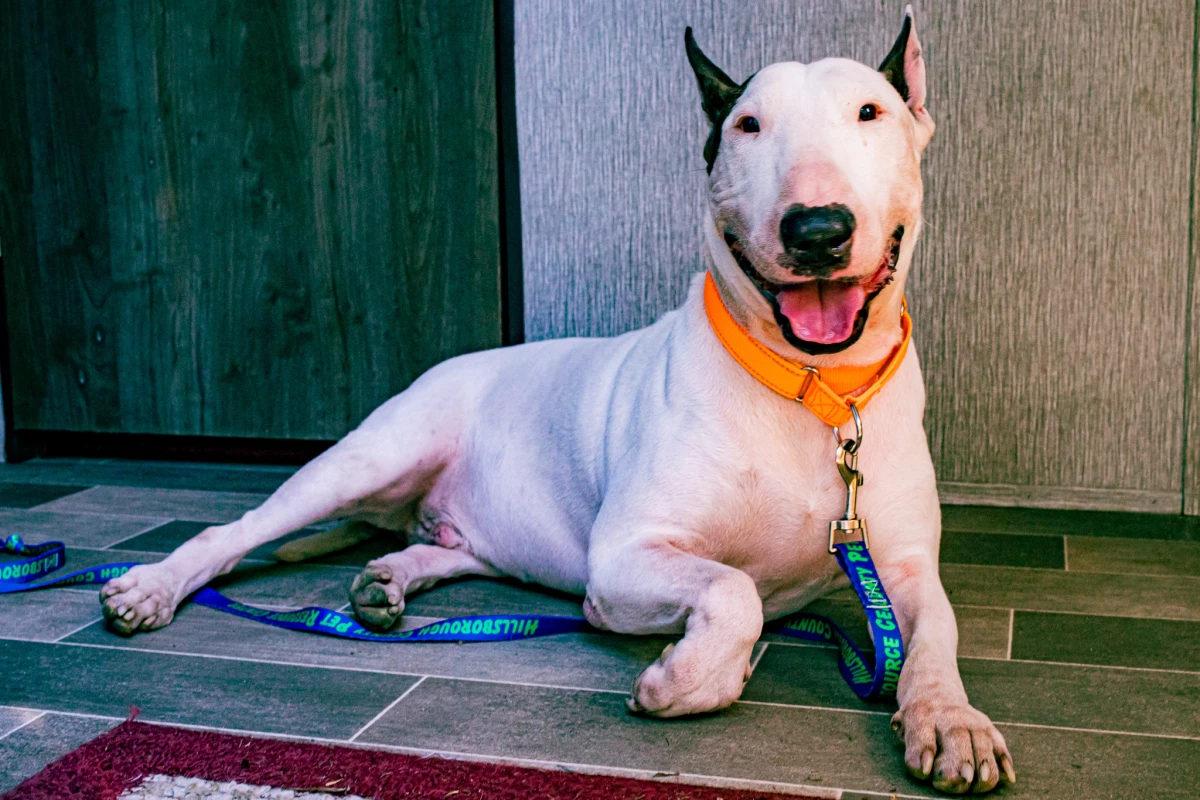 The Leon County Humane Society said Trooper showed signs of stress, but has 'smiled' a few times since being in their care.