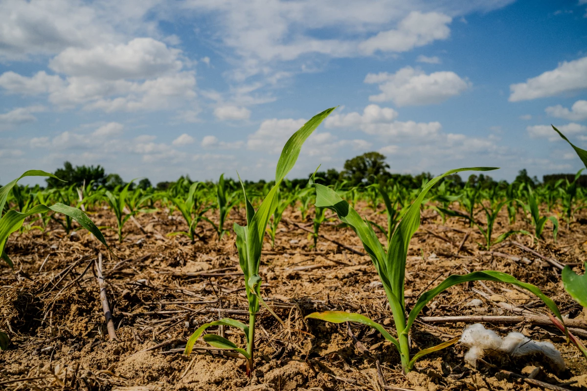 Corn stalks in Sledge Taylor's fields just outside Como, Miss. on Friday, April 17, 2026. The corn is ready to be fertilized, which can help increase their future yields. But fertilizer prices have spiked because of the closure of the Strait of Hormuz, and Taylor says he may not use nitrogen fertilizer this year.
