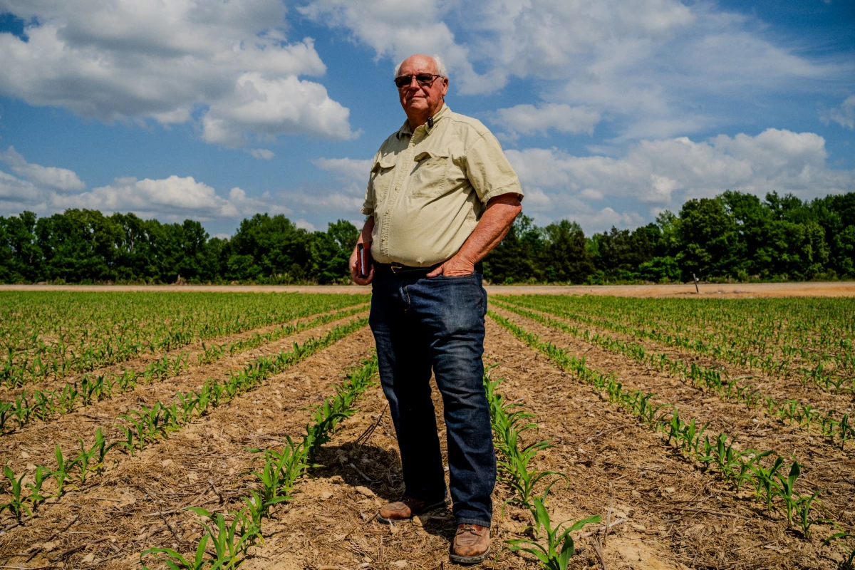 Sledge Taylor, 73, stands among the rows in one of his corn fields just outside Como, Mississippi on Friday, April 17, 2026. The corn stalks are currently between vegetative stages known as V3 and V5, normally when Taylor would be applying nitrogen fertilizer. But he said he may not do it this year because of the cost of fertilizer.