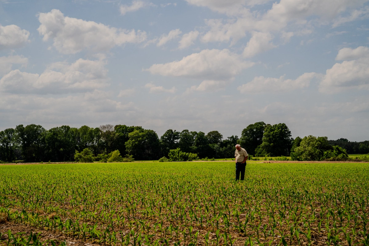 Sledge Taylor, 73, walks his corn fields just outside Como, Miss. on Friday, April 17, 2026. The corn stalks are currently between vegetative stages known as V3 and V5, normally when Taylor would be applying nitrogen fertilizer. But he said he may not do it this year because of the cost of fertilizer.