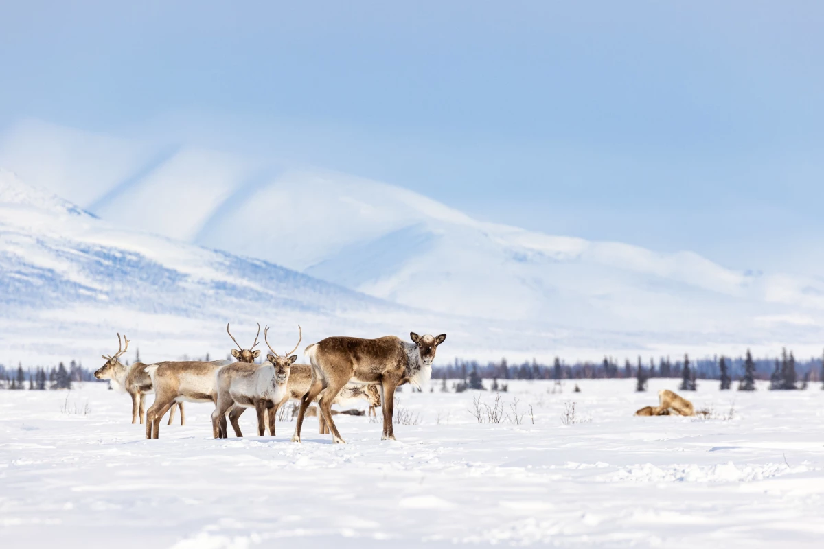 A group of caribou in the Western Arctic Caribou Herd along a winter trail between the villages of Selawik and Ambler, within Selawik National Wildlife Refuge. The herd migrates through and sometimes winters on the refuge.