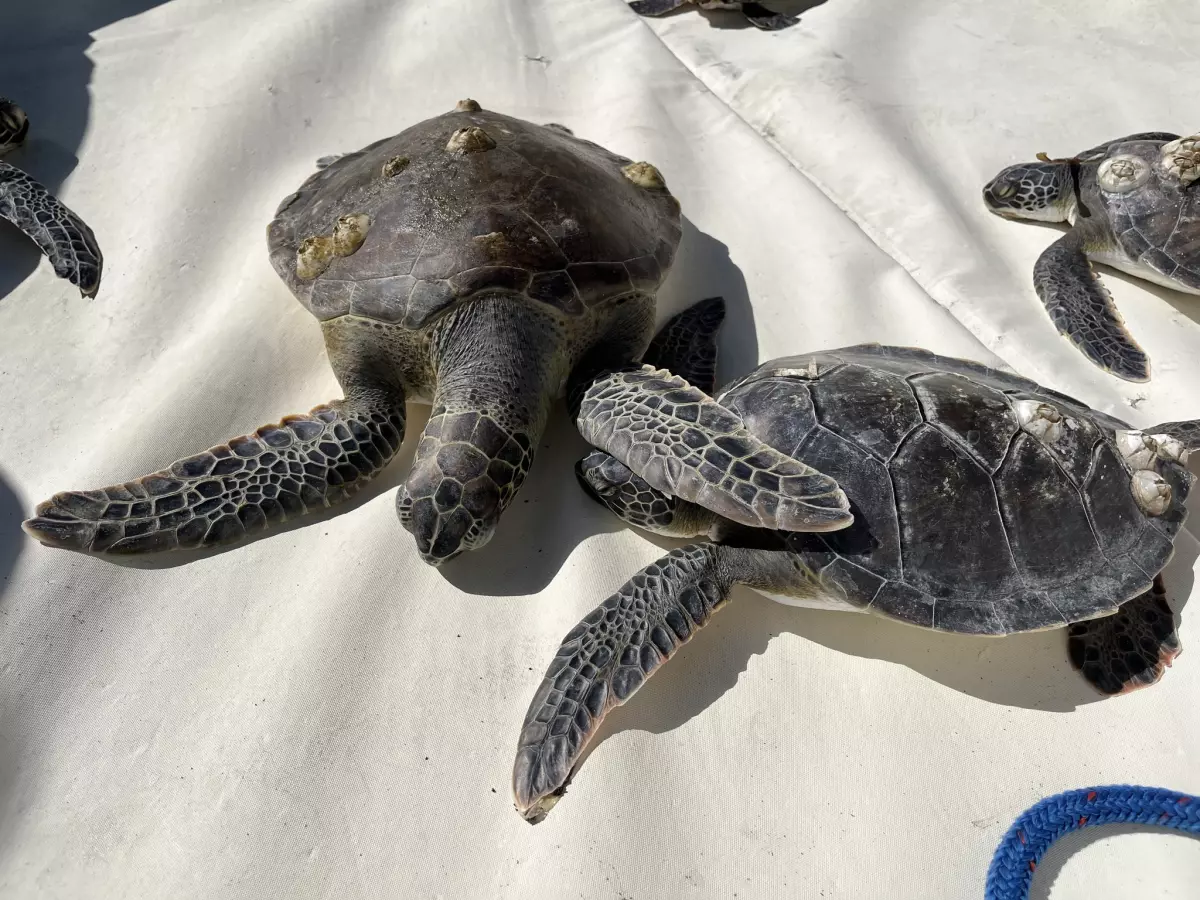 Almost 800 turtles have been rescued from Florida's beaches so far this year.