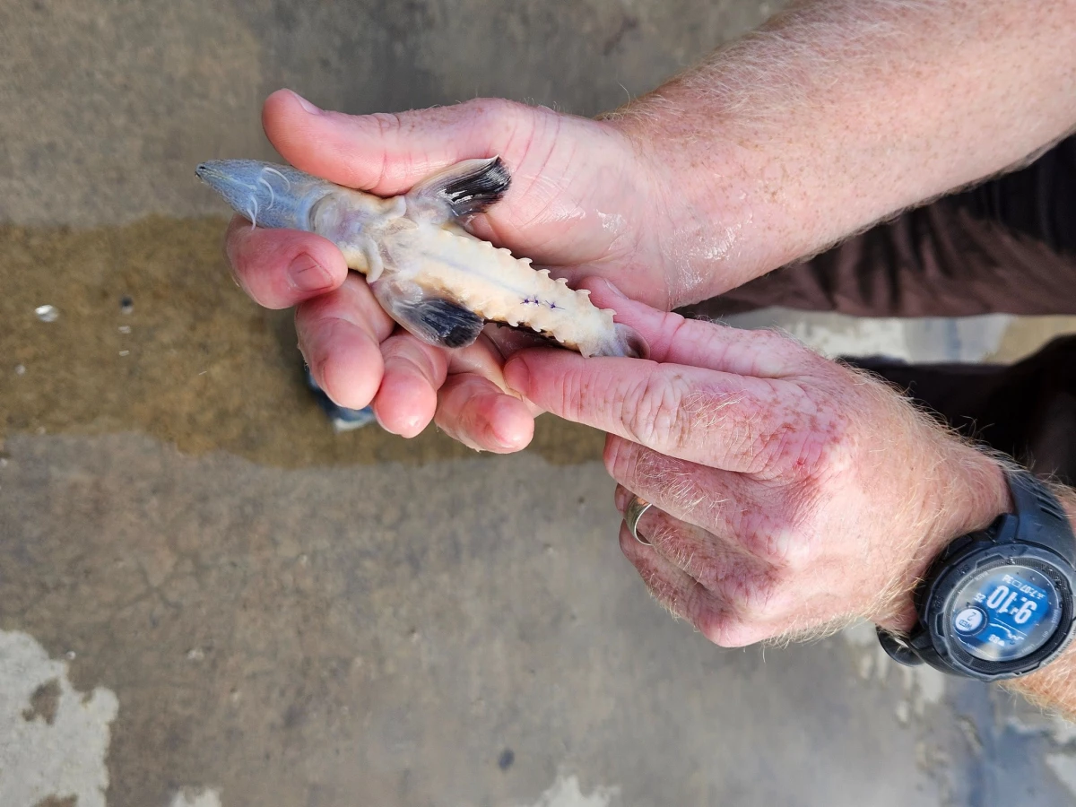 An Ohio Department of Natural Resources employee releases juvenile sturgeon into the Cuyahoga River as part of a pilot program to reintroduce the species.