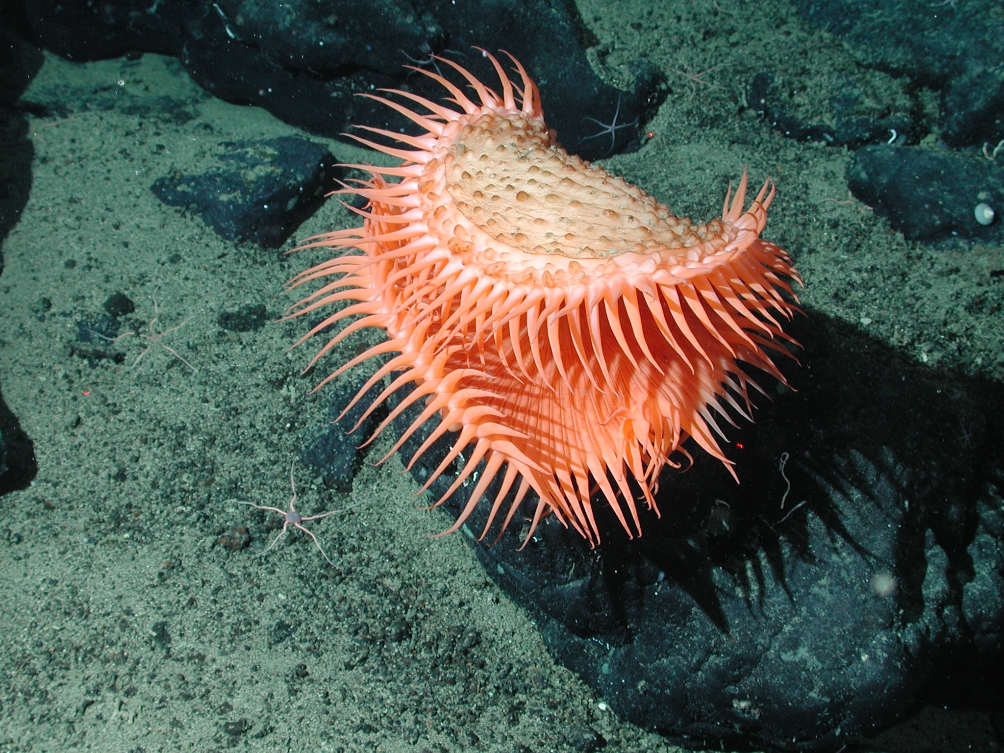 An unidentified cnidarian that resembles a Venus flytrap from the family Hormathiidae, sits at 1874 meters water depth. A new study finds that the vast majority of the deep sea floor remains undocumented. (Monterey Bay Aquarium Research Institute)