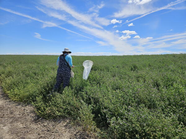 As part of her work for the USDA, Michelle Kirchner spent the summer of 2024 with alfalfa growers in eastern Washington, sampling their fields for pests and pollinators.