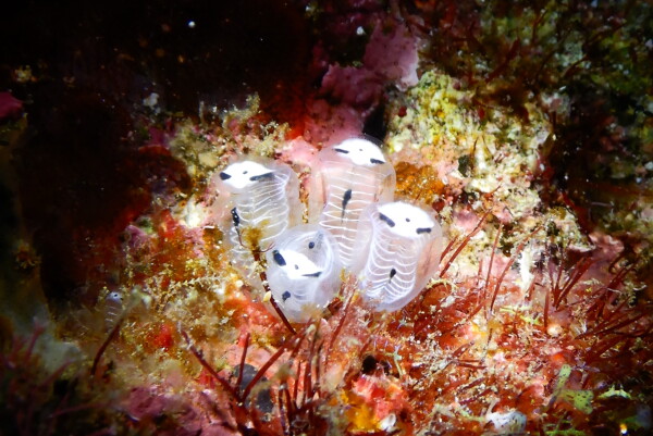 Skeleton panda sea squirts