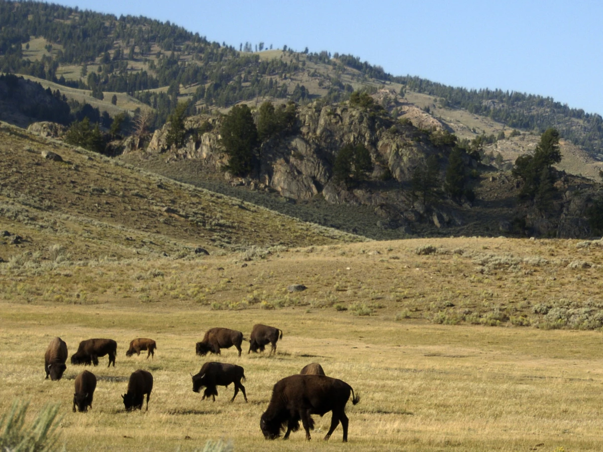 A herd of bison are seen in the Lamar Valley of Yellowstone National Park on Aug. 3, 2016.