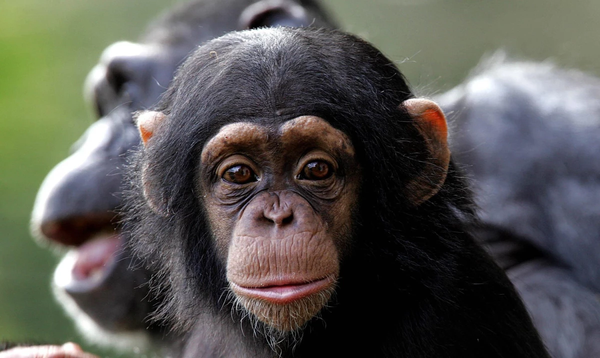 A baby chimpanzee sits with mother at Dublin Zoo on Sept. 21, 2005.