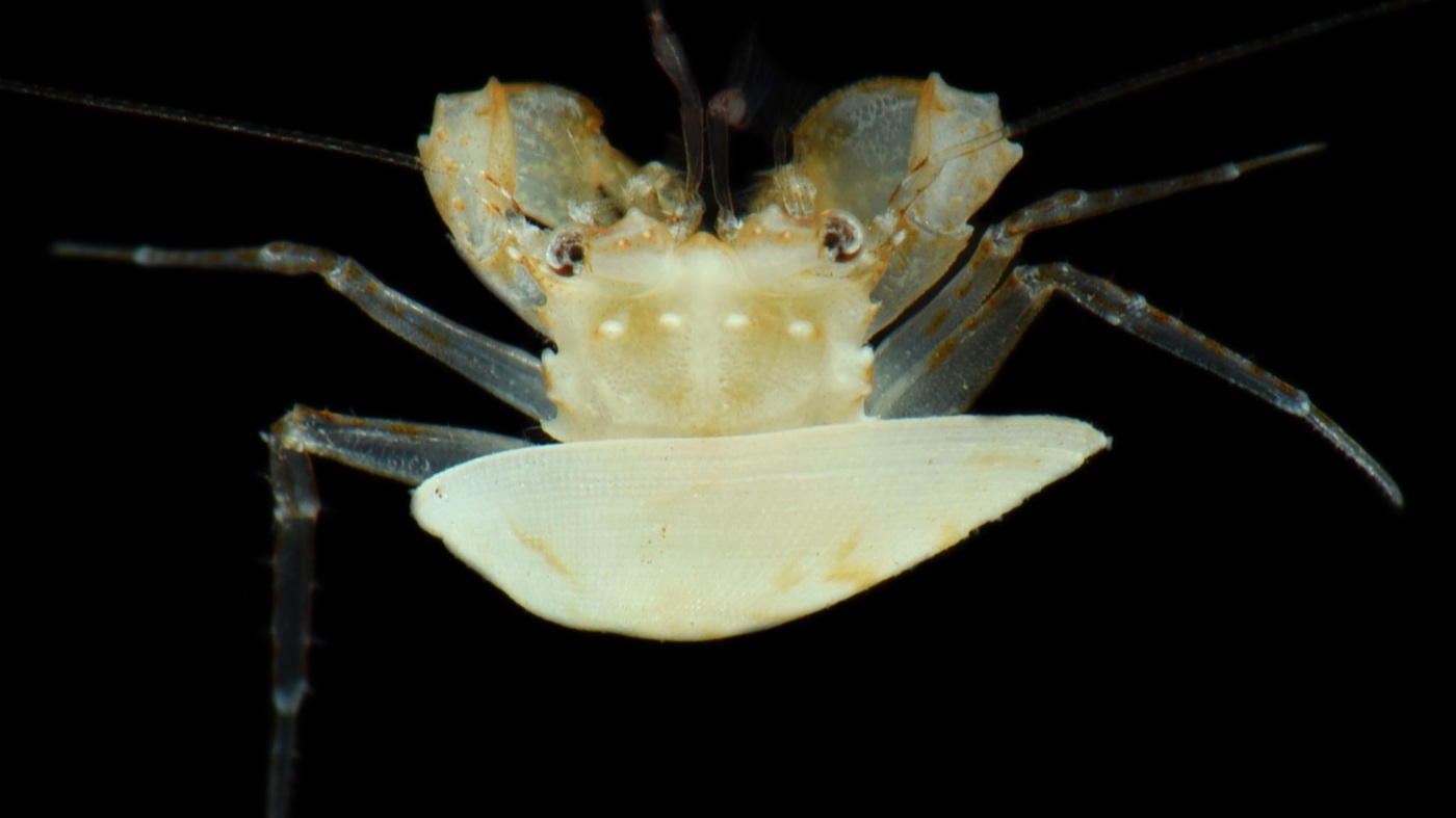 Scientists say they have discovered 20 new species deep in the Pacific Ocean