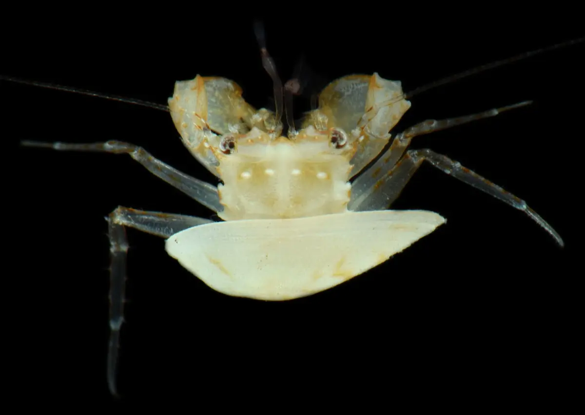 Scientists say they have discovered 20 new species deep in the Pacific ...