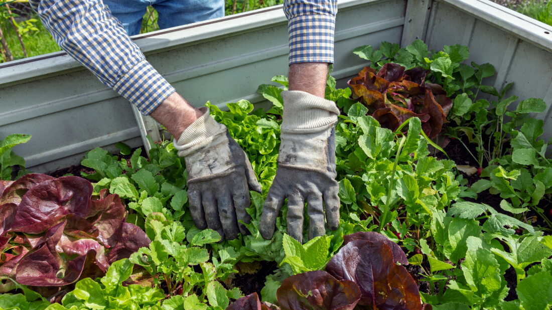 Gardener's gloved hands are tending to and harvesting a variety of healthy green and red lettuce and radish plants thriving in a sustainable raised garden bed outdoors