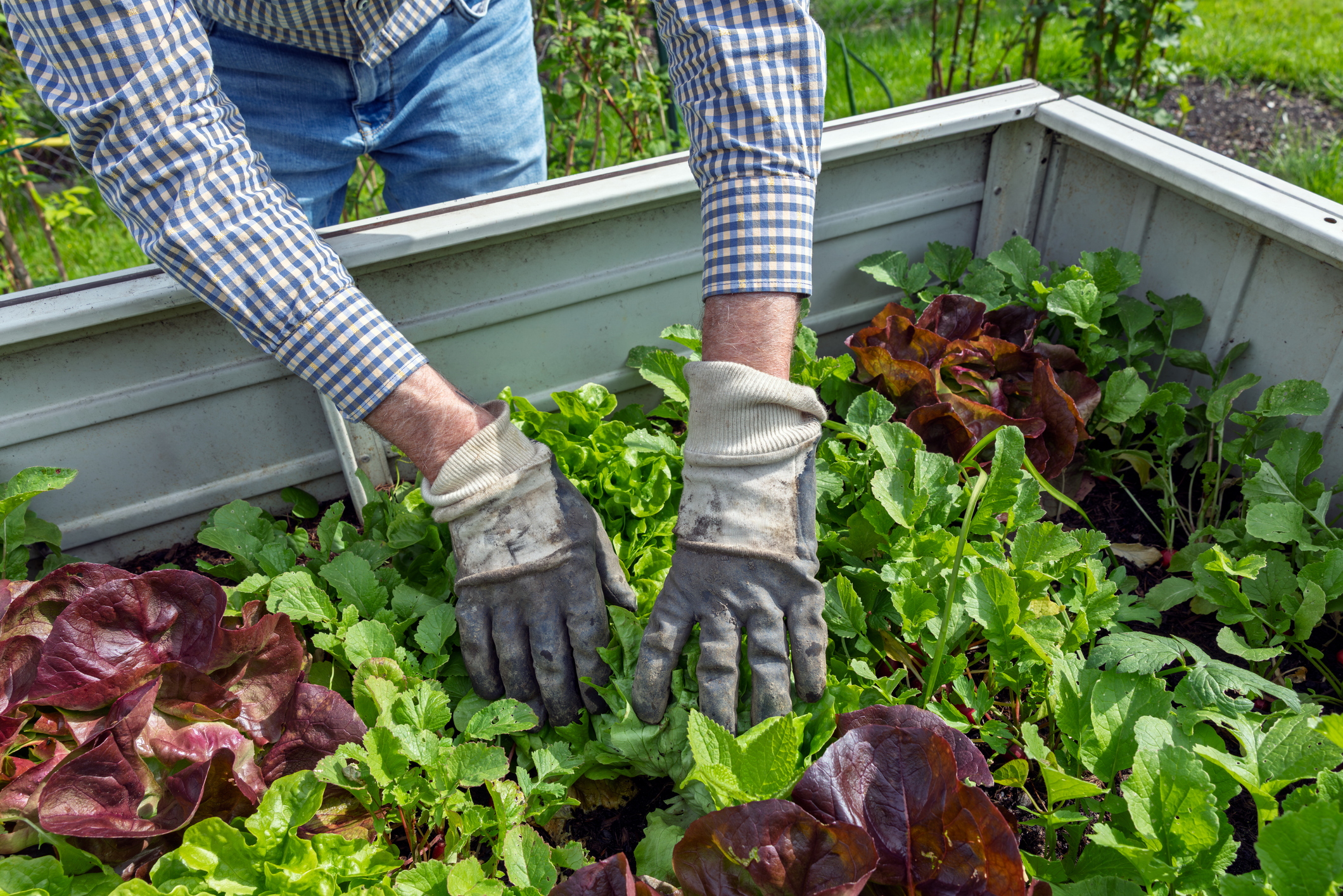 Is produce from a home garden safer than store bought? 'It depends'