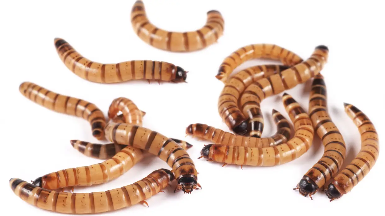 A bug commonly sold at pet stores is helping scientists with a vexing task