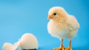 Baby chickens appear to react similarly to humans when tested for something called the “bouba-kiki effect,” which links certain sounds to certain shapes.