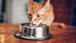 An orange tabby cat crouches to eat food in a bowl.