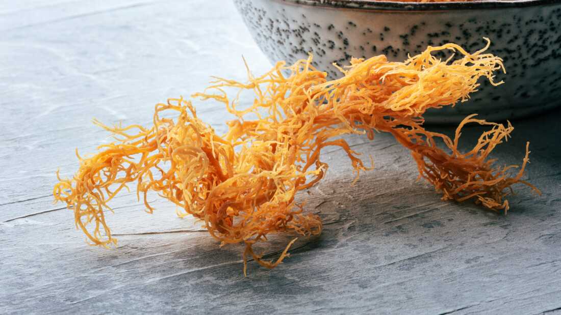This Irish sea moss, Chondrus Crispus, is dried, raw and full of nutrients.