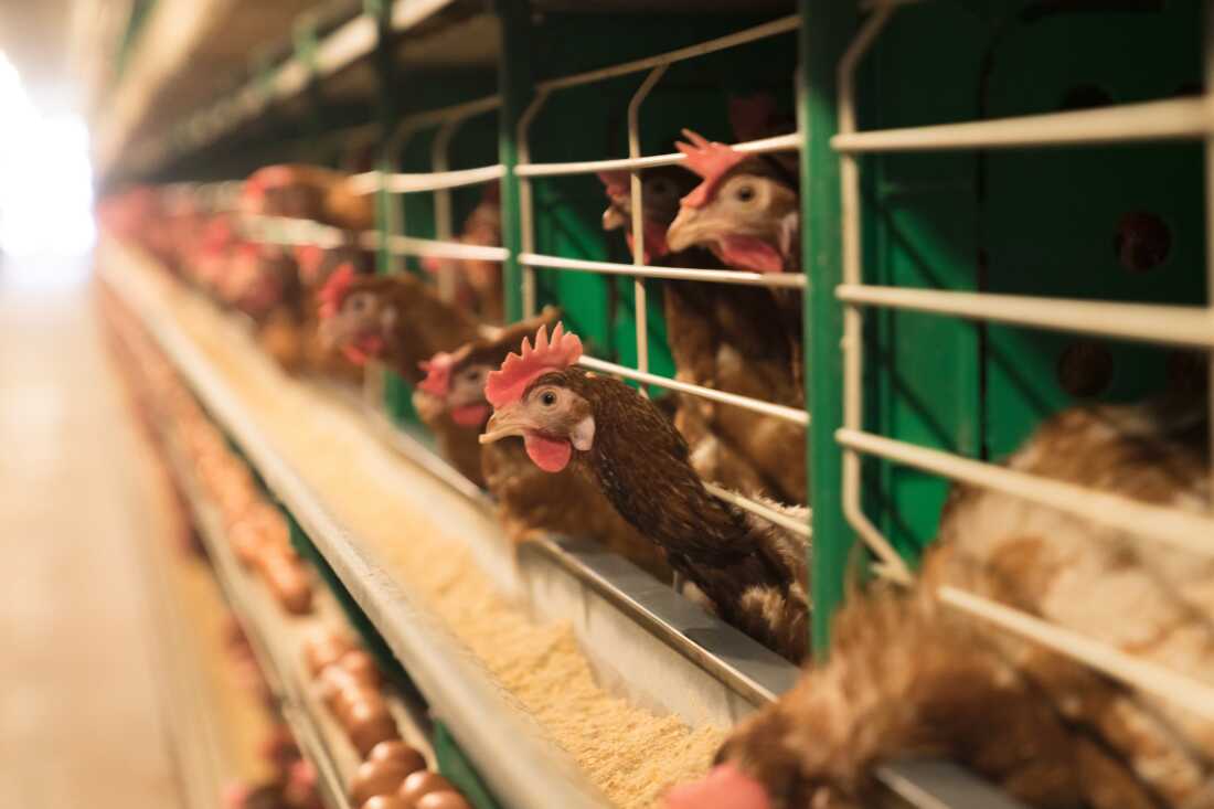 The H5N1 bird flu virus has been raising fears across the country and has spread into dairy cattle