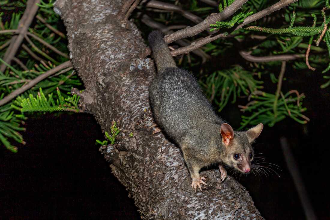 Brushtail possums, an Australian marsupial introduced to New Zealand for its fur, have spread far and wide, devouring native tree foliage and reducing the habitat and food supply for native birds.