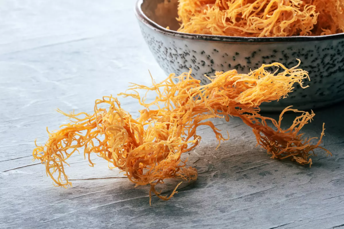 This Irish sea moss, Chondrus Crispus, is dried, raw and full of nutrients.