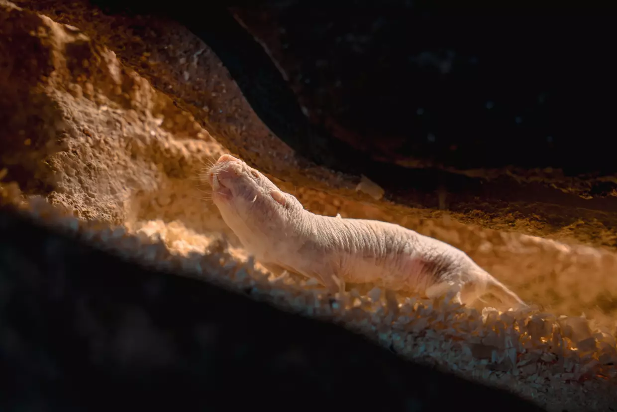 Naked mole rats live in colonies underground. Typically just one female reproduces at a time. When it's time for one queen to retire and another to reign, sometimes battles ensue.